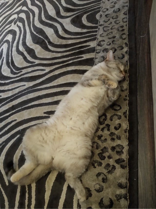 Вторник. Кото-вторник...