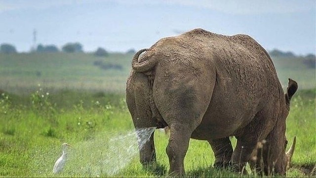 Чернушка лайт к выходным