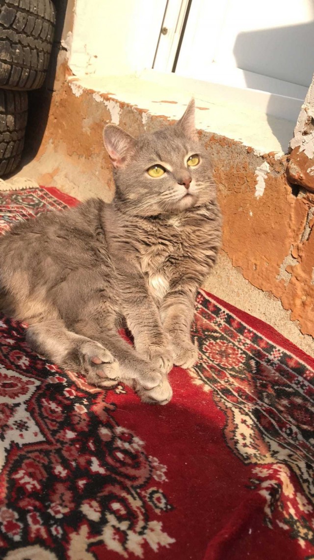 Подборка всякой живности