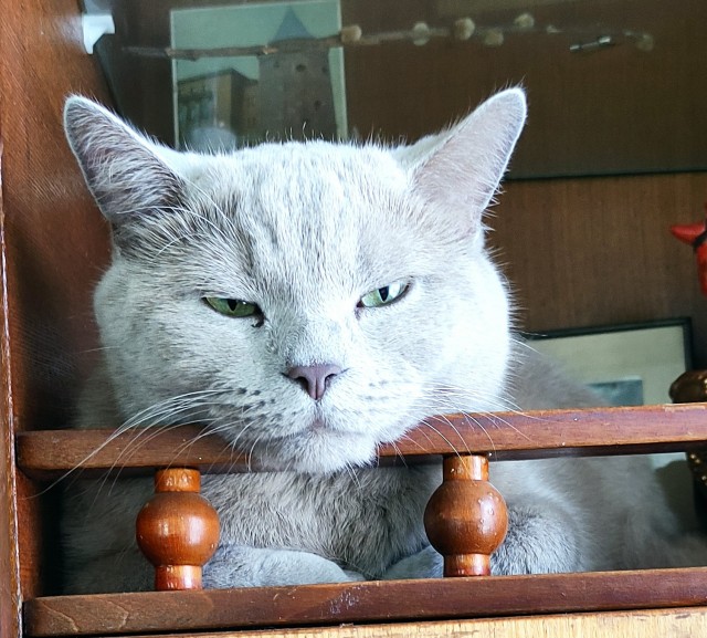 А котовторник уже начался?