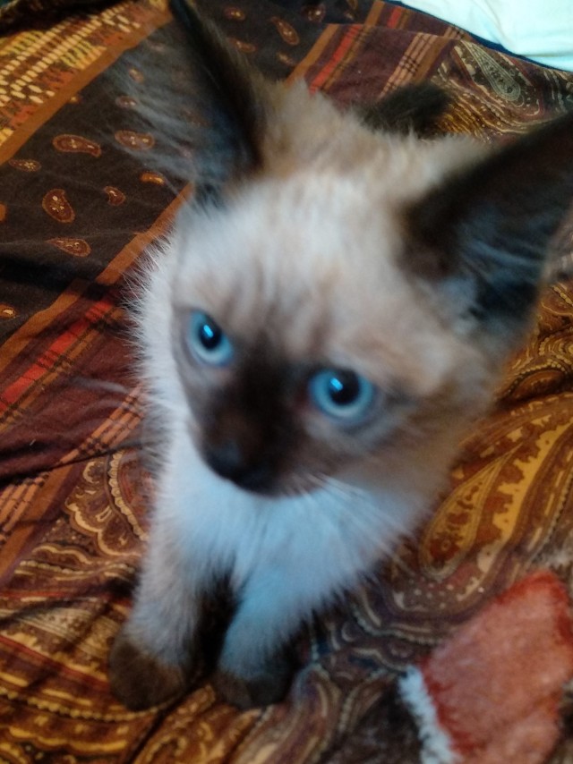 Хоба! Котовторник!