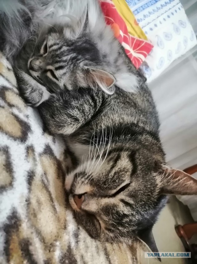 Котовторник. Поговорим о кличках, друзья