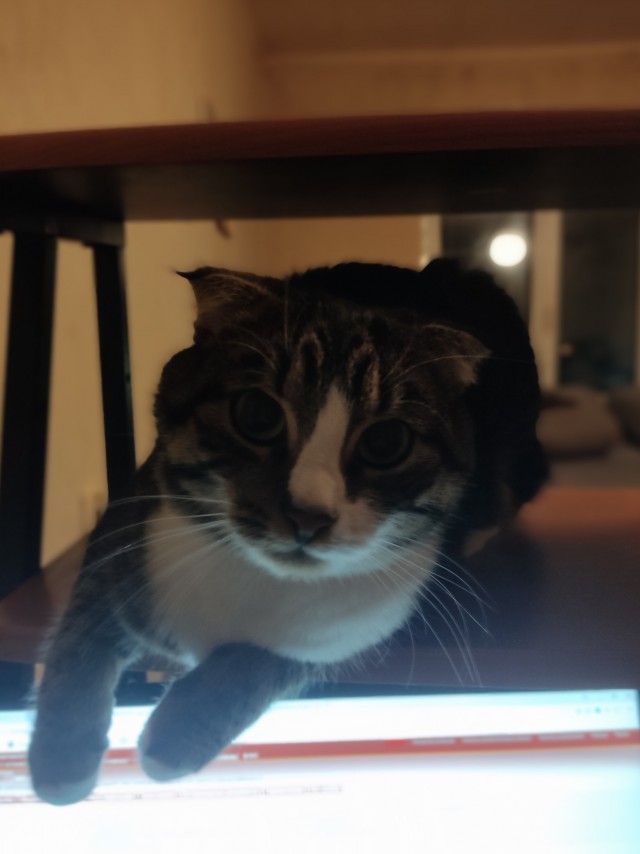 Мой самый первый КОТовторник!