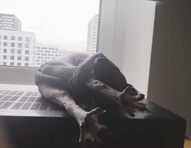 Котовторник 28.09.21