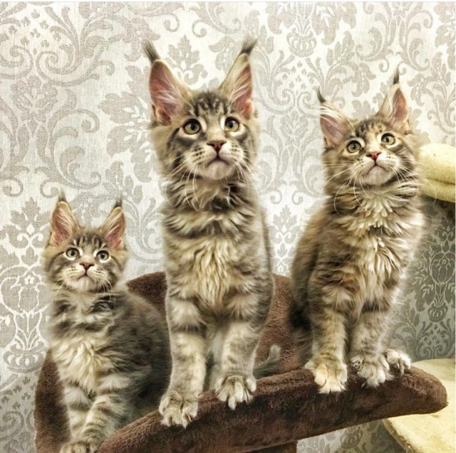 Предновогодние котики