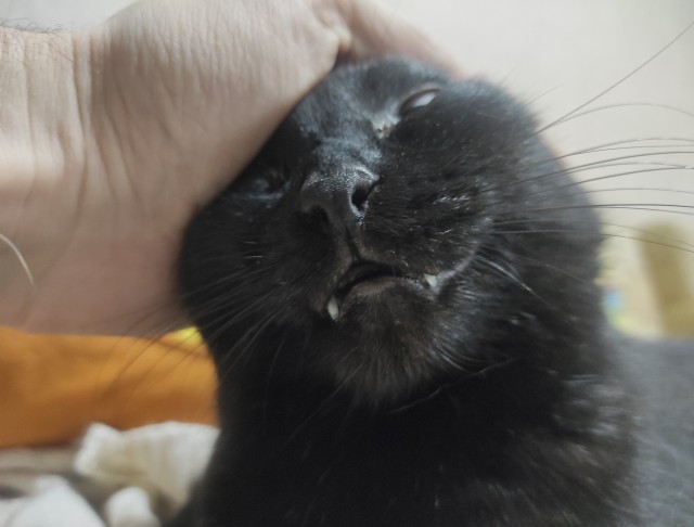 Котовторниковское