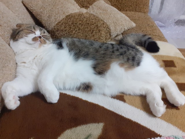 С праздником и котофторником!