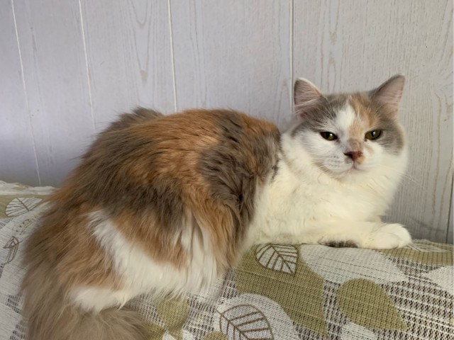 Котёнок Батон приветствует ЯПовцев