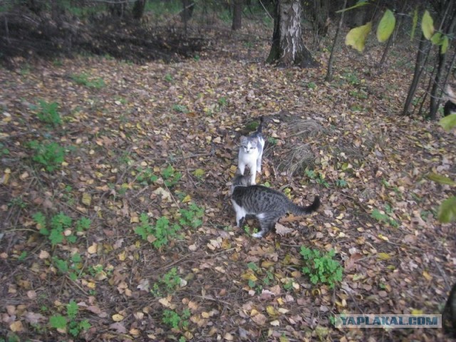 Жизнь домашнего приюта для котеек 417