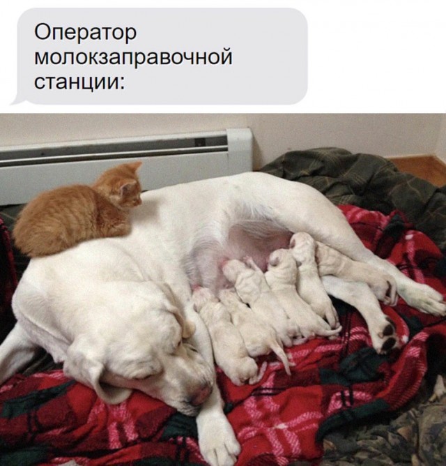 Картинки и мемы. Выходные близко...