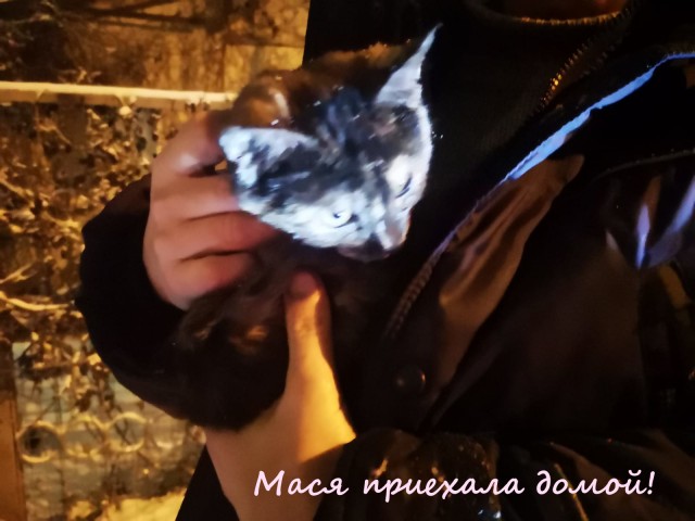 Жизнь домашнего приюта "Котоленд" 363