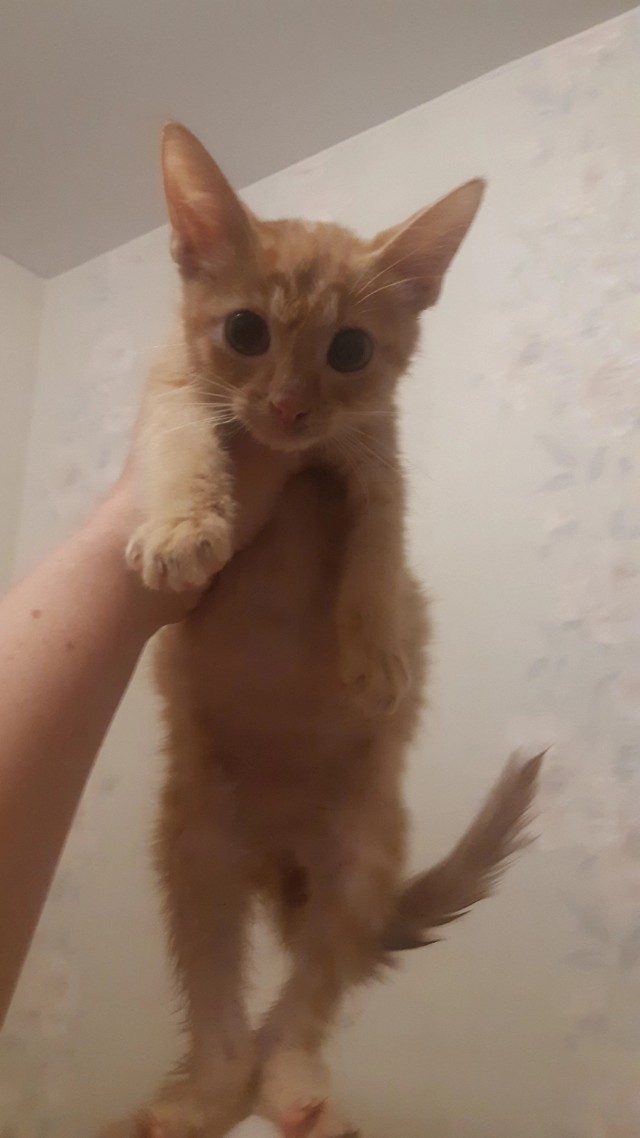 Котовторник. Моему мультяшке 1 год