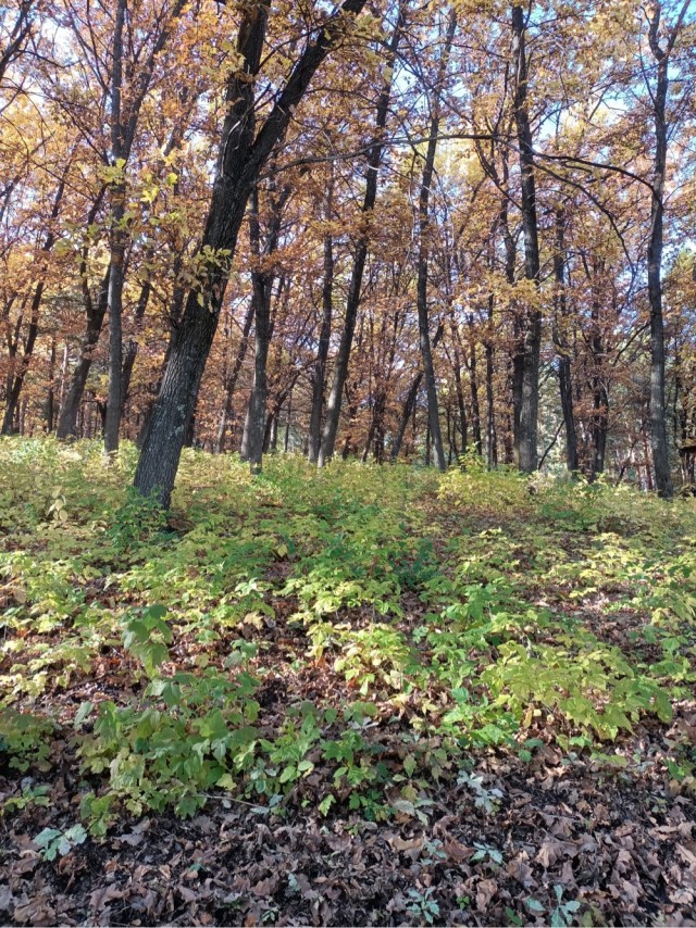 Краски осени
