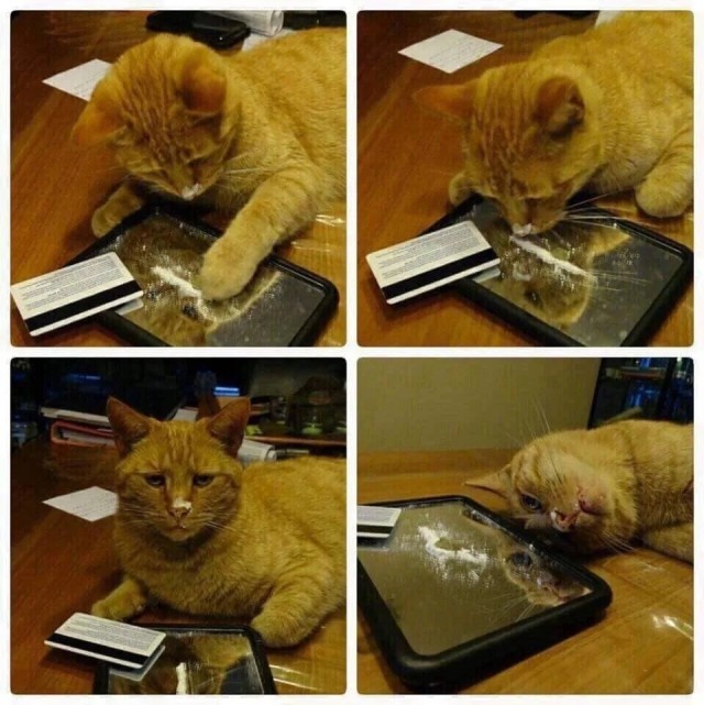 Реакция ягуара на кошачью мяту