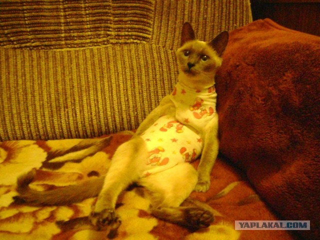 Котовторник  07.05.2013