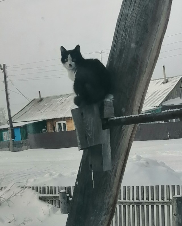 Друган