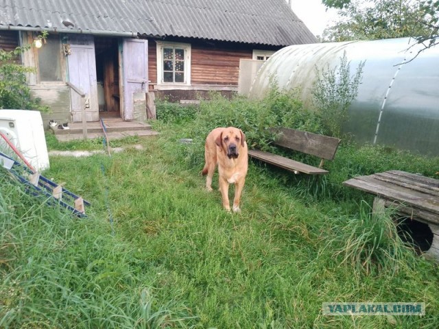 Жизнь домашнего приюта для котеек 509