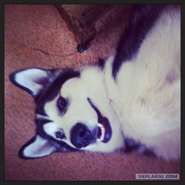 Прогнал непонятного кота