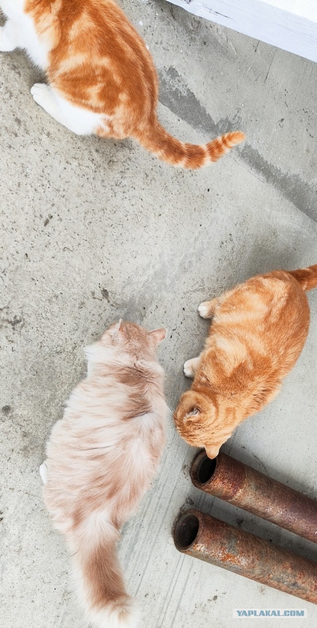 А где котики, сегодня же вторник!