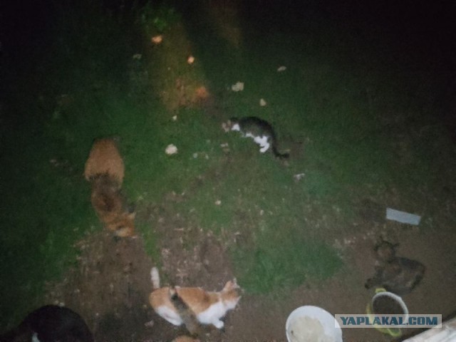 Жизнь домашнего приюта для котеек 544