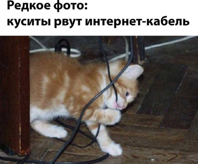 Извините, но мне привезли кисо!