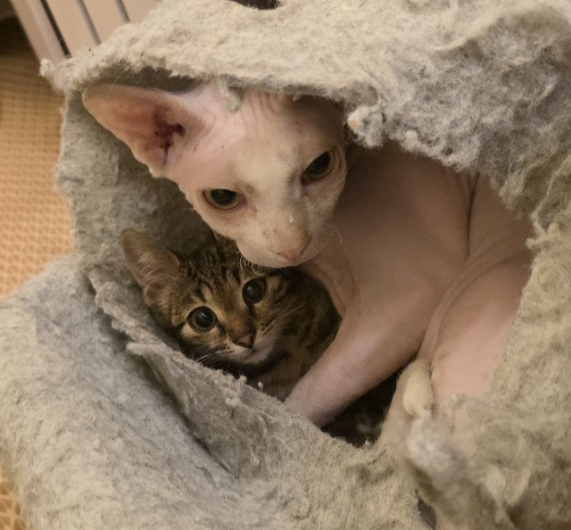 Пополнение. К котовторнику