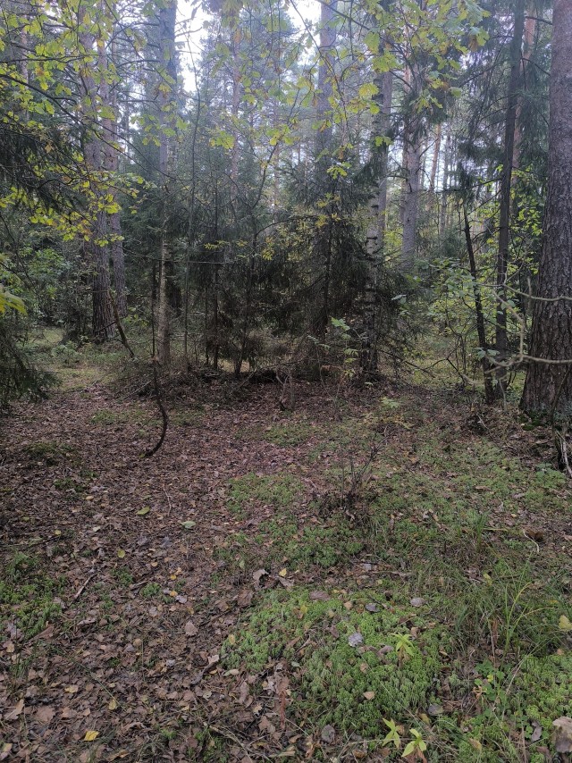 Лесные зарисовки