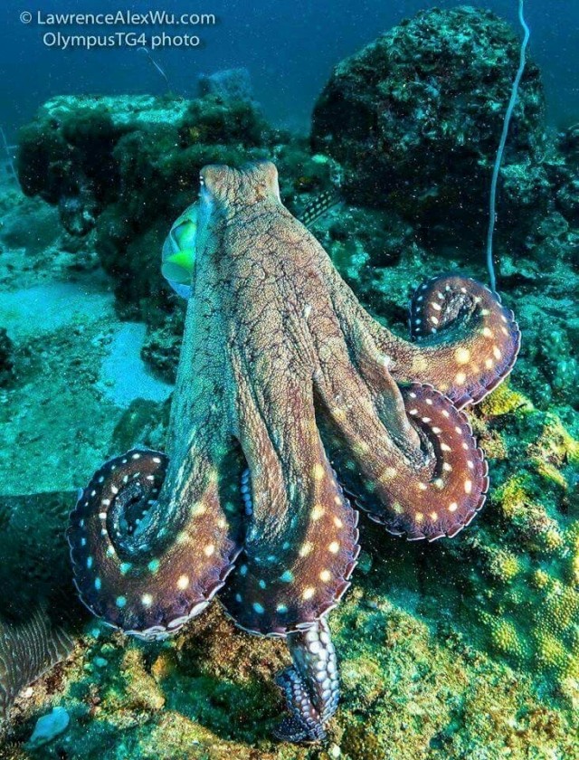 Всемирный день осьминога