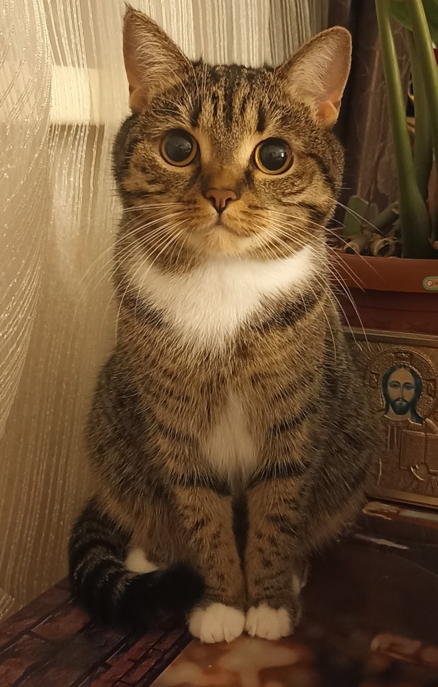 К-котовторник.