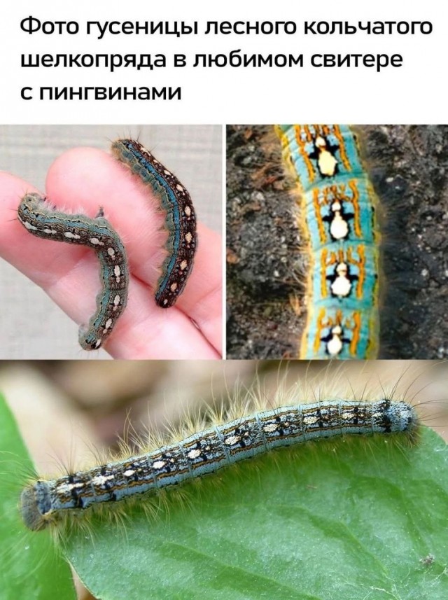 Носи с честью!