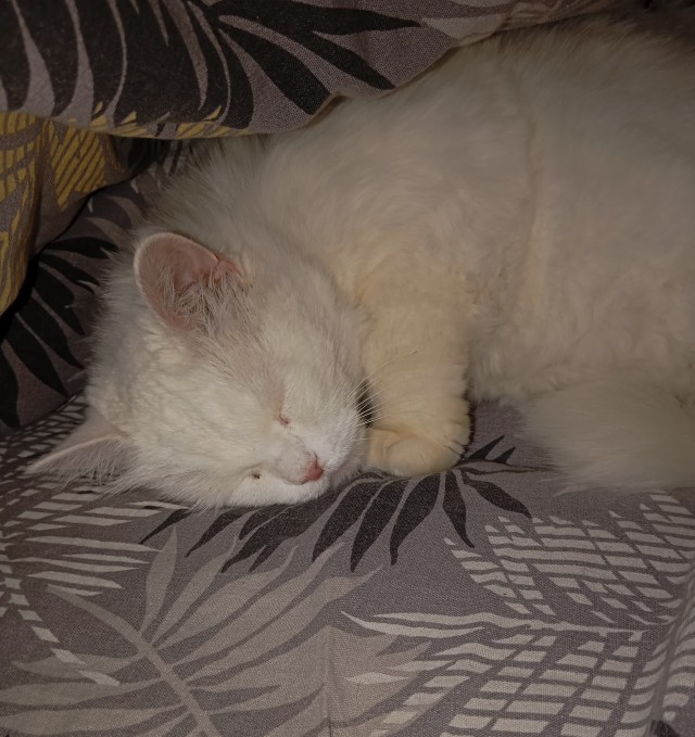 Не успел к котовторнику