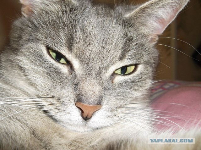 Котовторник  30.07.2013