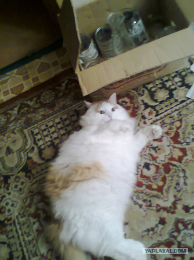 Котовторник 17.09.2013