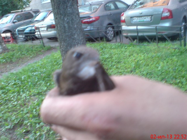 Как мне птицу удалось спасти.