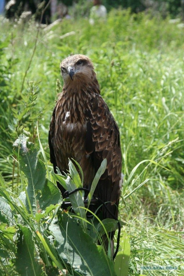 Пустые холмы 2011