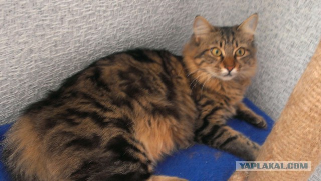 Котовторник 16.09.14