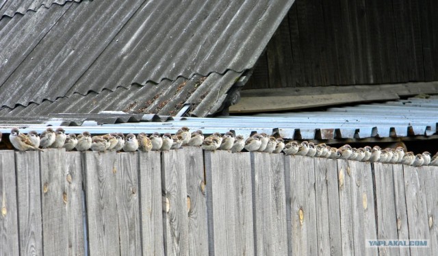 Будни фотографа