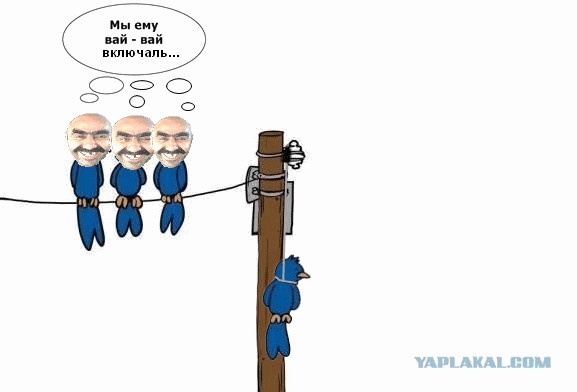 WiFi  и птички