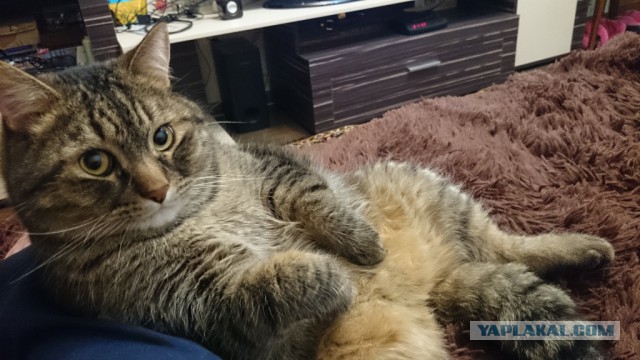 Котовторник 24.03.2015