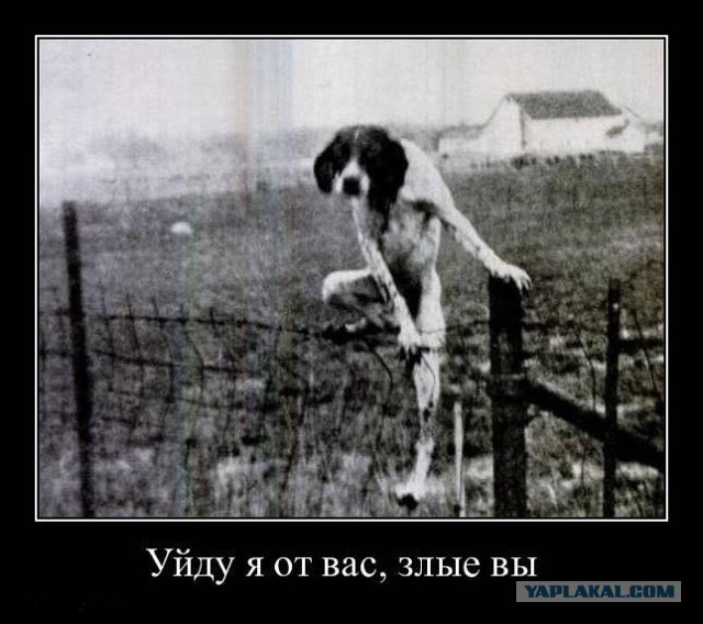 Ну и где хавчик, я спрашиваю?