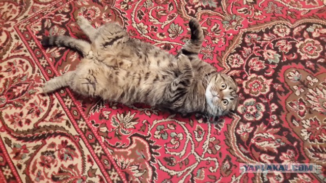 Котовторник