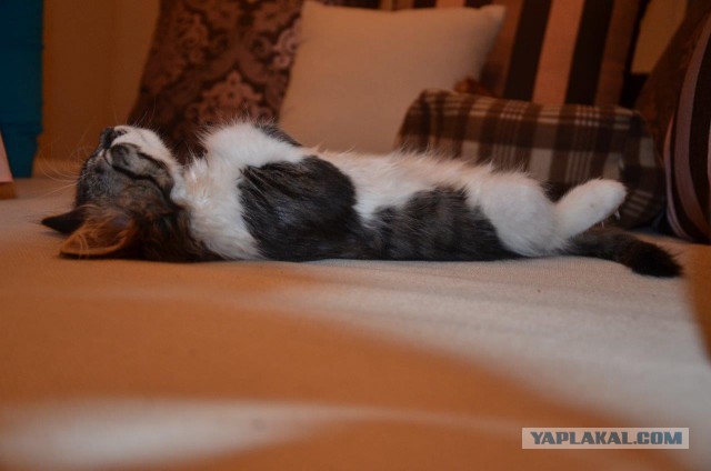 Котовторник 15-09-2015 !