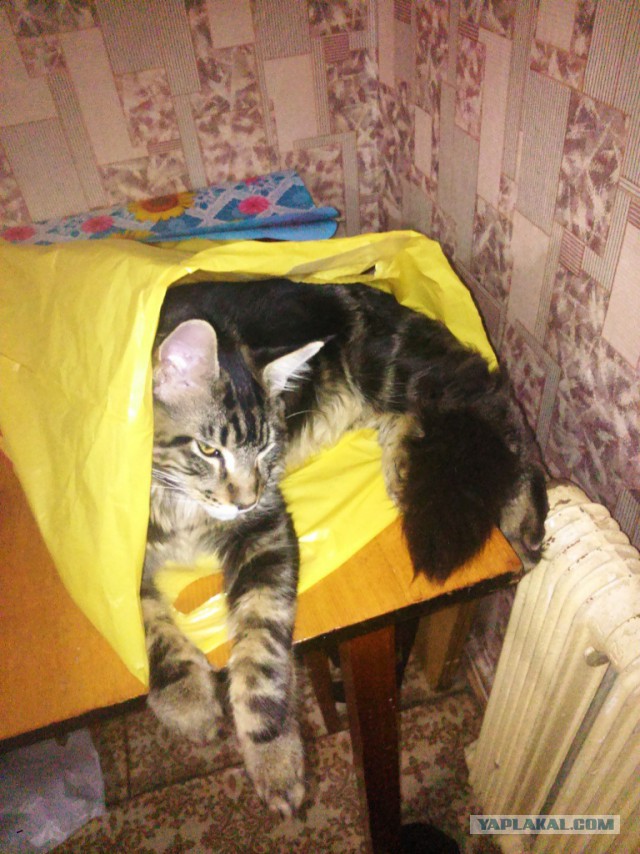 Котовторник