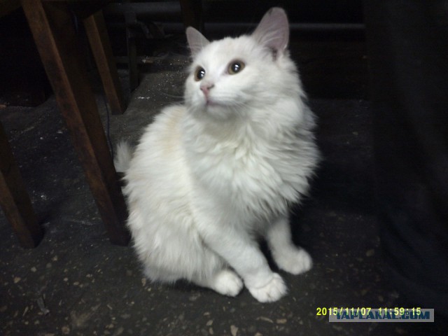 Кот-ученик токаря