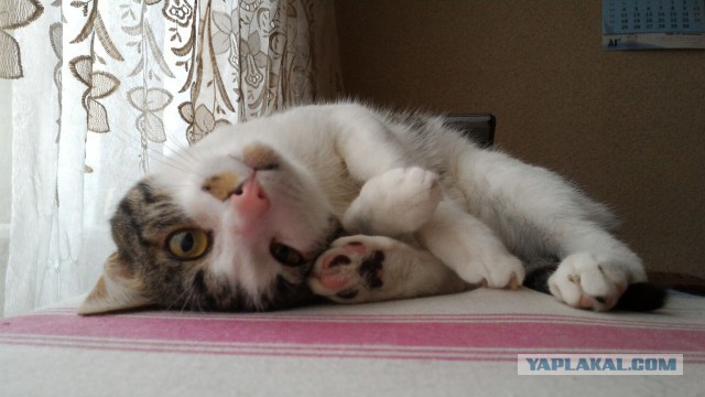15 котов, мимике которых можно только позавидовать