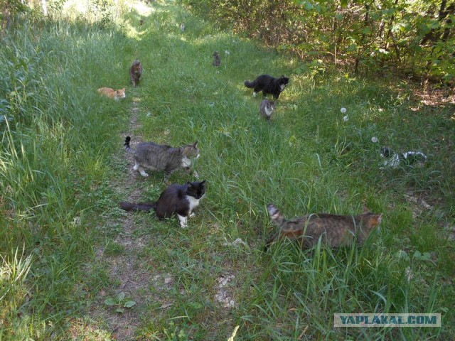 Жизнь домашнего приюта для котеек 115
