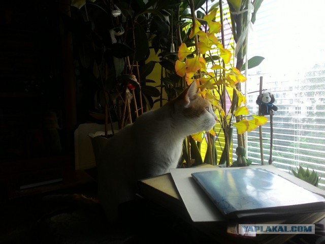 Котовторник 31.05.2016