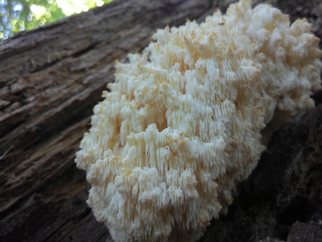 Вятские рыжики