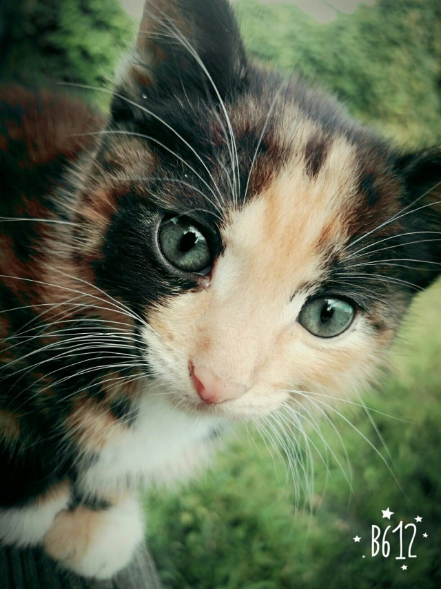 Коты из сети