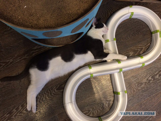 Коты из сети